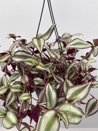 Tradescantia zebrina erba miseria pianta viola ricadente