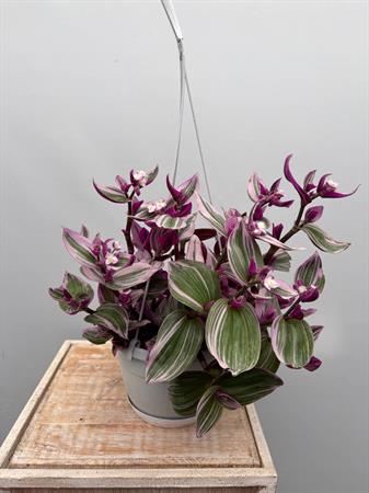 Pianta rosa ricadente tradescantia nanouk basket