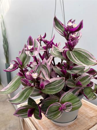 Pianta rosa ricadente tradescantia nanouk basket