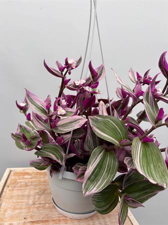 Pianta rosa ricadente tradescantia nanouk basket
