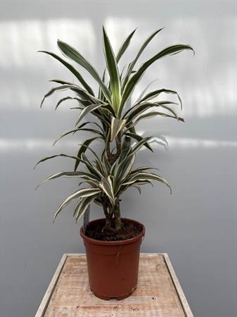 Dracaena due rami variegata bianca