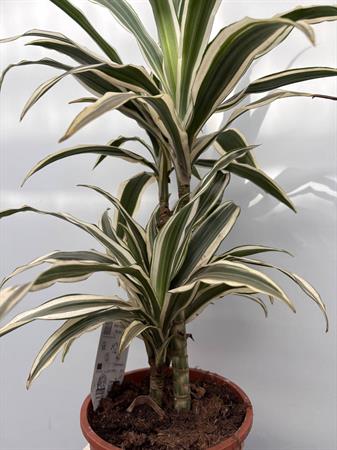 Dracaena due rami variegata bianca