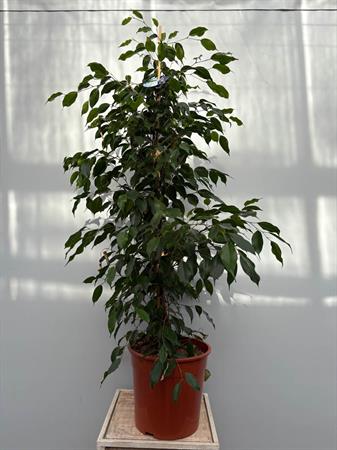 Ficus benjamin pianta da interno