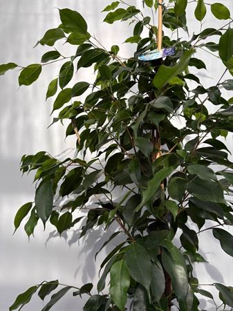 Ficus benjamin pianta da interno