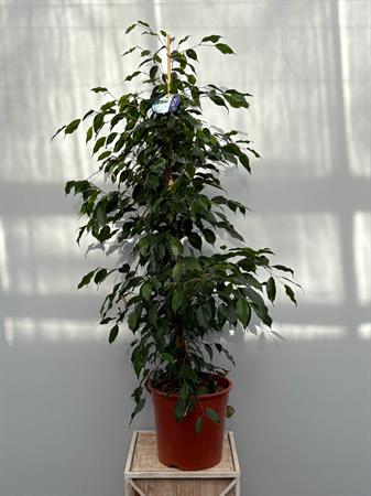 Ficus benjamin pianta da interno