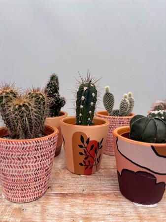 Grasse in vasetto deserto ceramica