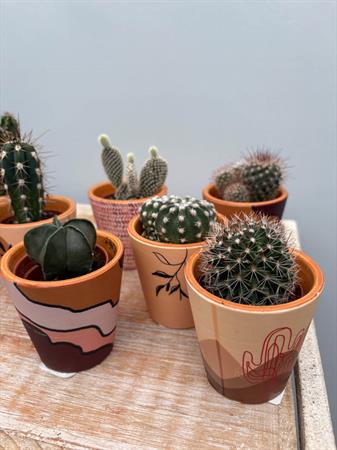 Grasse in vasetto deserto ceramica