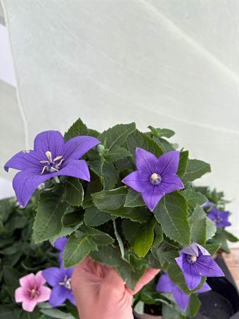 Platycodon