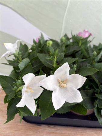 Platycodon