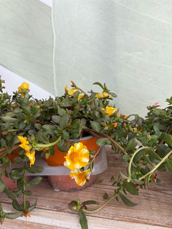 Portulaca