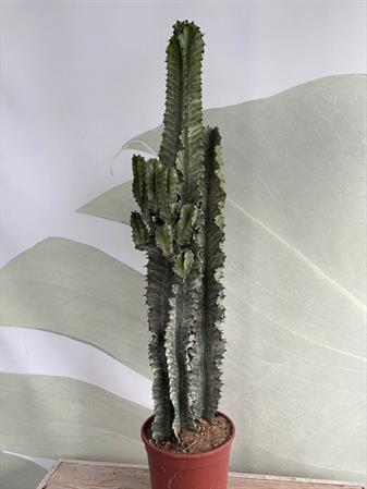 Cactus variegato euphorbia trigona