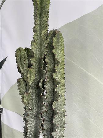 Cactus variegato euphorbia trigona