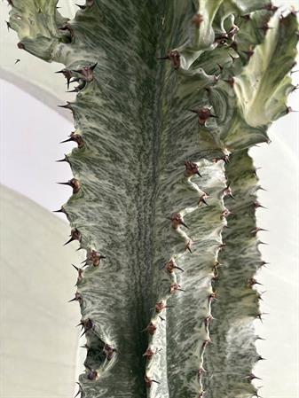 Cactus variegato euphorbia trigona