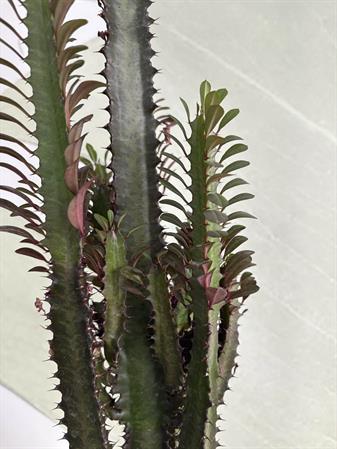 Euphorbia trigona cactus a colonna