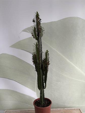 Euphorbia trigona cactus a colonna