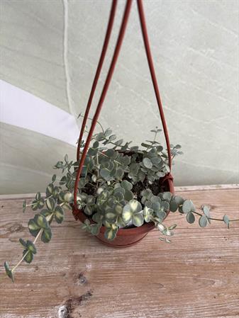 Senecio pianta collana di perle