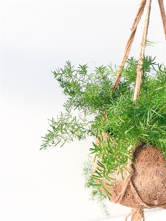 Kokodama grande rampicante Asparagus Falcatus