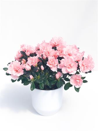 Azalea rosa primaverile