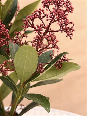 Skimmia d.12 h.35