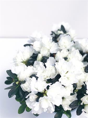 Azalea bianca cuscino di fiori