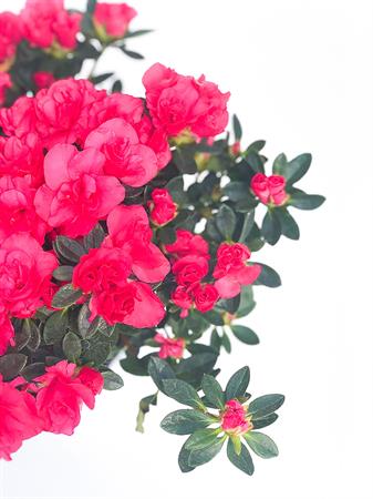 Azalea fucsia colore intenso