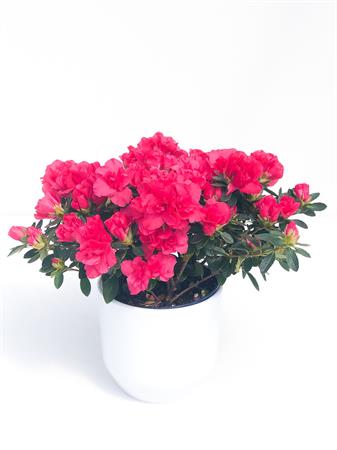 Azalea fucsia colore intenso