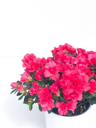 Azalea fucsia colore intenso