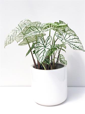 Caladium pianta foglie bianche