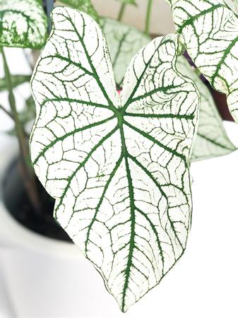 Caladium pianta foglie bianche