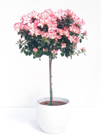 Azalea alberello elegante e strutturata
