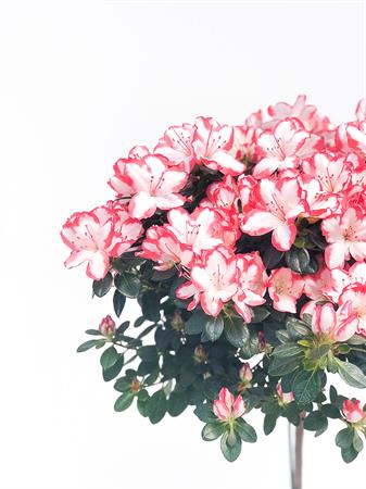Azalea alberello elegante e strutturata