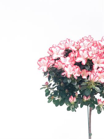 Azalea alberello elegante e strutturata