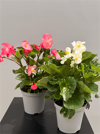 Begonia