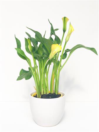 Calla gialla fiore a imbuto