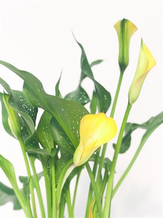Calla gialla fiore a imbuto