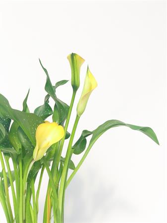 Calla gialla fiore a imbuto
