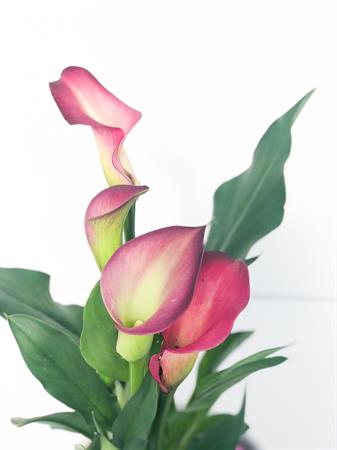 Calla viola fiori viola