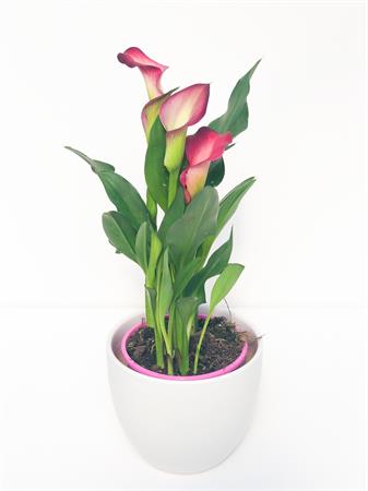 Calla viola fiori viola