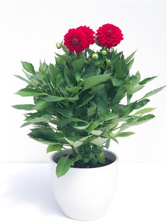 Dalia rossa pianta fiore grande