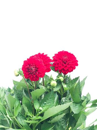 Dalia rossa pianta fiore grande