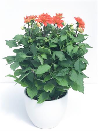 Dalia arancione pianta fiore grande