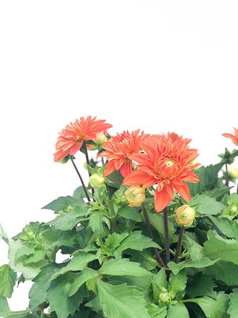 Dalia arancione pianta fiore grande