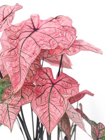 Caladium pianta foglie fucsia