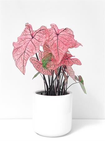 Caladium pianta foglie fucsia