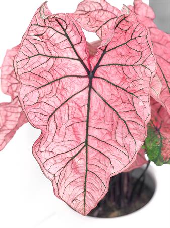 Caladium pianta foglie fucsia