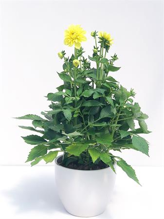 Dalia gialla pianta fiore grande