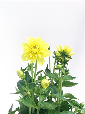 Dalia gialla pianta fiore grande
