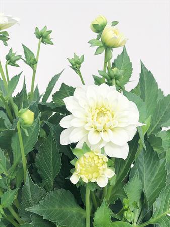 Dalia bianca pianta fiore grande