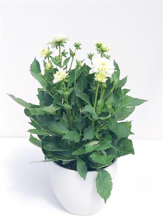 Dalia bianca pianta fiore grande