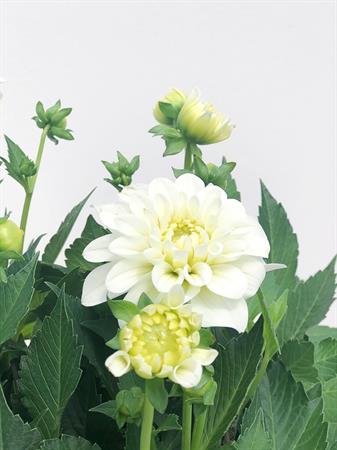 Dalia bianca pianta fiore grande